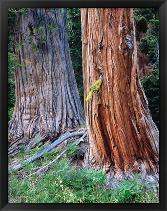 Framed Two Incense Cedar Trees, Oregon Print