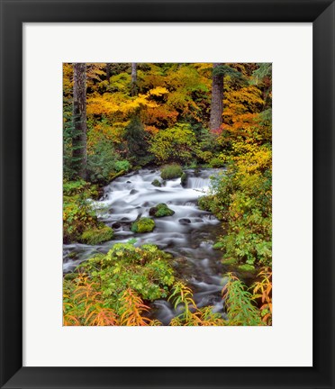 Framed Roaring River Running Through Oregon Print