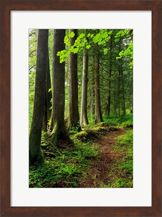 Framed Forest Scenic Trail, Oregon Print