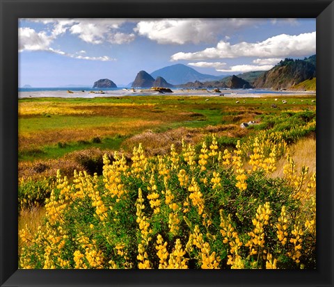 Framed Coastal Landscape With Yellow Lupine, Oregon Print