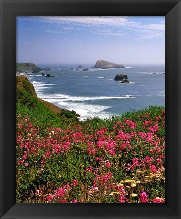 Framed Ocean Landscape Of Goat Rock And Sweet Peas, Oregon Print