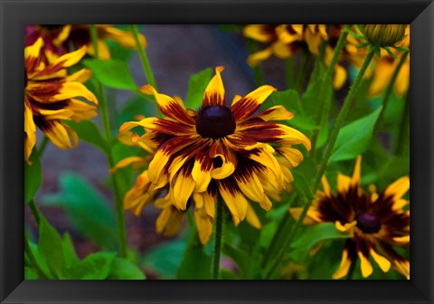 Framed Cherokee Sunset Flowers Print