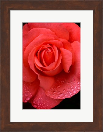 Framed Orange Rose With Rain Drops Print