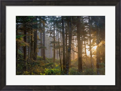 Framed Sunset Rays Penetrate The Forest In The Siuslaw National Forest Print