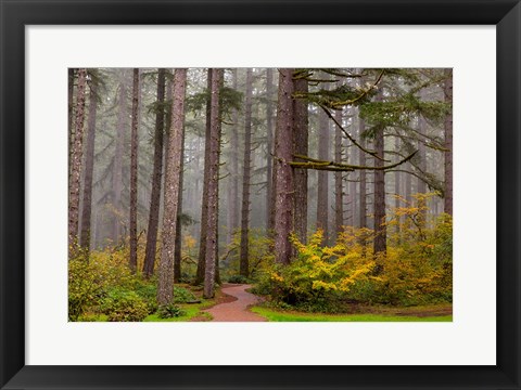 Framed Forest Fog In Sliver Falls State Park, Oregon Print