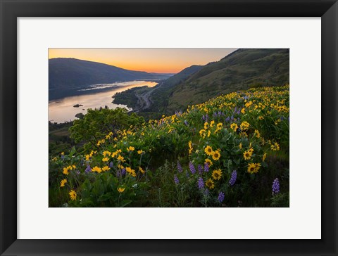 Framed Wildflowers At Rowena Plateau,  Oregon Print