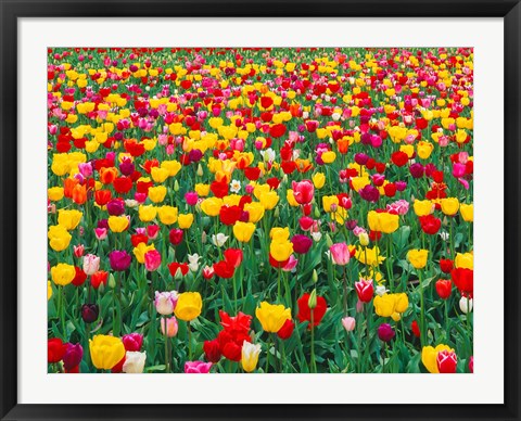 Framed Field Of Bright Tulips In Spring, Oregon Print