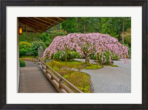 Framed Weeping Cherry Tree, Portland Japanese Garden, Oregon Print