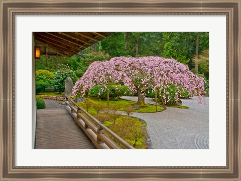 Framed Weeping Cherry Tree, Portland Japanese Garden, Oregon Print