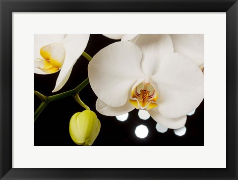 Framed White Hybrid Orchids On Black Print