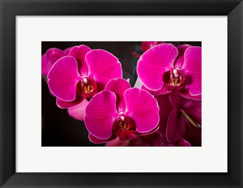 Framed Purple Hybrid Orchids On Black Print