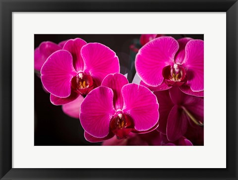 Framed Purple Hybrid Orchids On Black Print