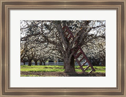 Framed Ladder In An Orchard Tree, Oregon Print