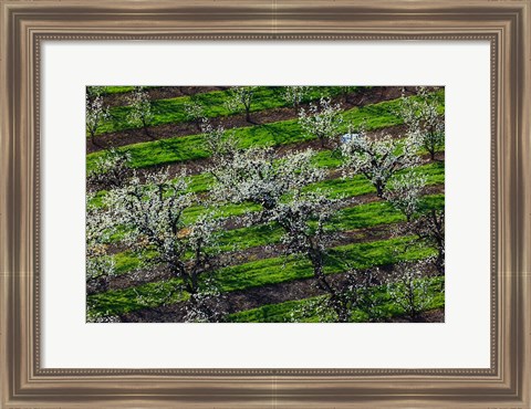 Framed Rows Of Orchard Trees, Oregon Print