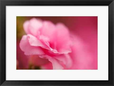 Framed Bright Pink Azalea Print