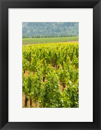 Framed Winery And Vineyard In Dundee Hills, Oregon Print