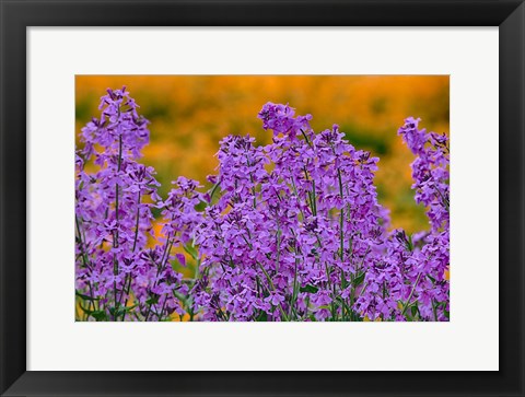 Framed Rocket Plants In Full Bloom, Oregon Print