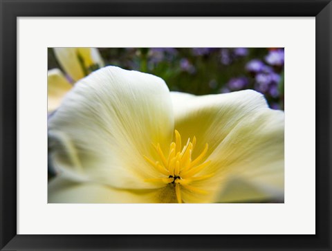 Framed Close-Up Of Poppy In Bloom Print