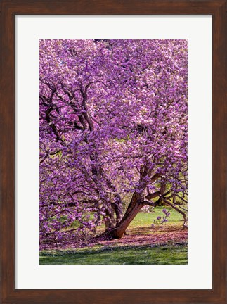 Framed Tree In Bloom, Pennsylvania Print