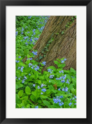 Framed Spring Flowers Blossoming Around A Tree Trunk Print