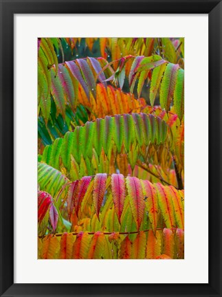 Framed Autumn Neon Colors Of Staghorn Sumac Leaves In The Rain Print