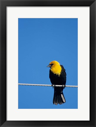 Framed Yellow-Headed Blackbird On A Power Line Print