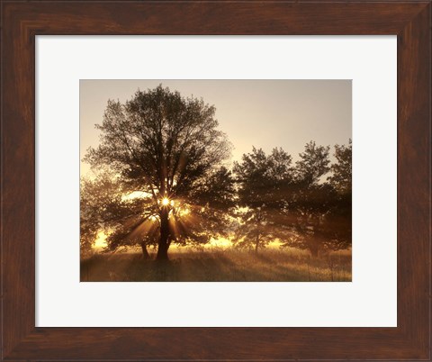 Framed Sunrise Through Fog And Trees At Cades Cove Print