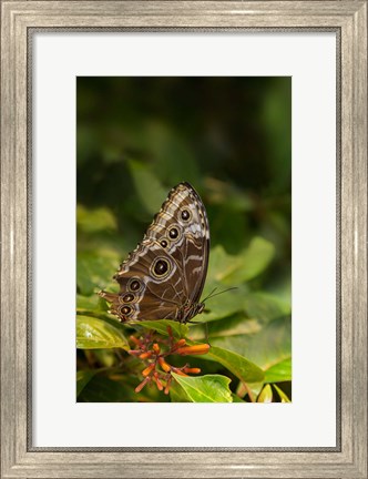 Framed Giant Owl Butterfly On A Leaf Print