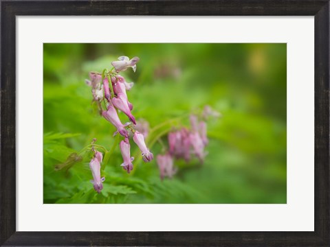 Framed Bleeding Heart Wildflowers In Cades Cove Print