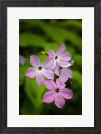 Framed Wild Blue Phlox Print