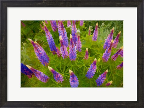 Framed Painterly Effect On Lupine Flowers Print