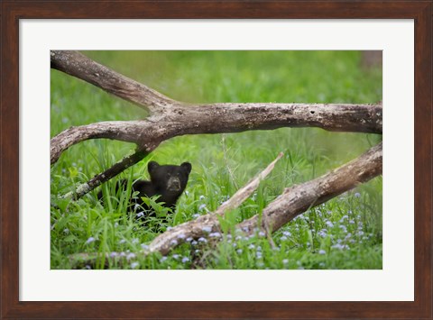 Framed Black Bear Cub Under Branches Print