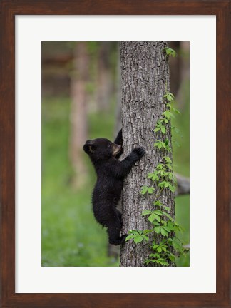 Framed Black Bear Cub Climbing A Tree Print