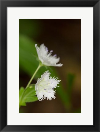 Framed Close-Up Of A Fringed Phacelia Flower Print