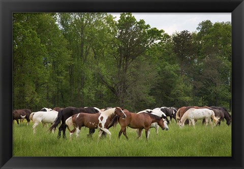 Framed Herd Of Horses In Cade&#39;s Cove Pasture Print