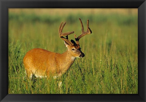 Framed White-Tailed Deer, Tennessee Print