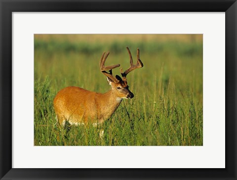 Framed White-Tailed Deer, Tennessee Print