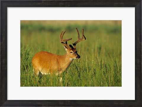 Framed White-Tailed Deer, Tennessee Print