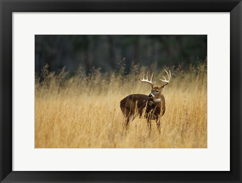 Framed White-Tailed Deer A In Field Of Tennessee Print