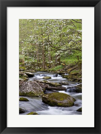 Framed Dogwood Trees Above The Middle Prong Of Little River Print