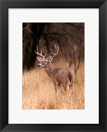 Framed White Tailed Deer Stays On Alert Print