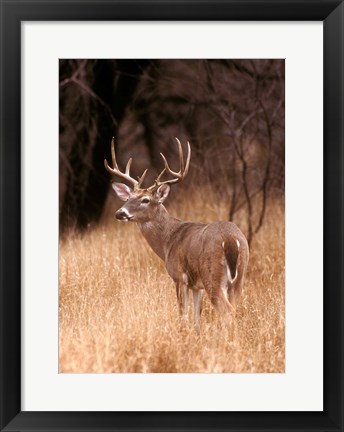 Framed White Tailed Deer Stays On Alert Print