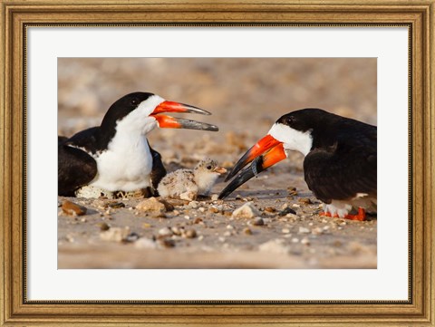 Framed Black Skimmers And Chick Print