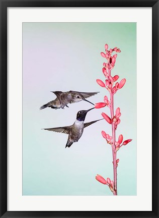 Framed Two Black-Chinned Hummingbirds Feeding Print