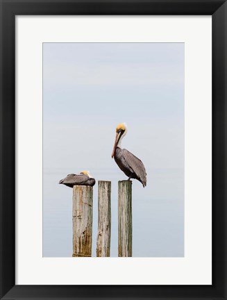 Framed Brown Pelicans Resting On Piling Print