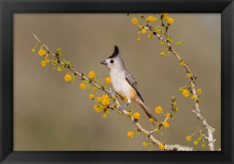 Framed Black-Crested Titmouse Perched In A Huisache Tree Print