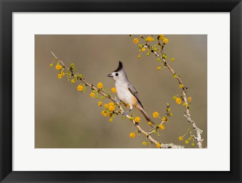 Framed Black-Crested Titmouse Perched In A Huisache Tree Print