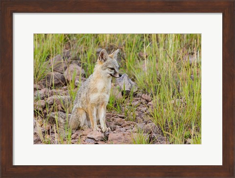 Framed Gray Fox On A Hillside Print