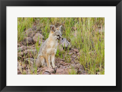 Framed Gray Fox On A Hillside Print