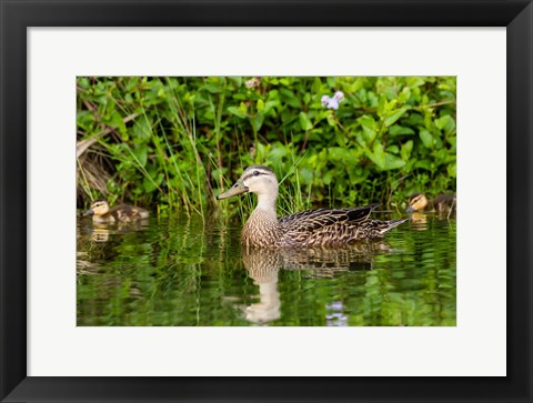 Framed Mottled Duck Hen And Young Feeding Print